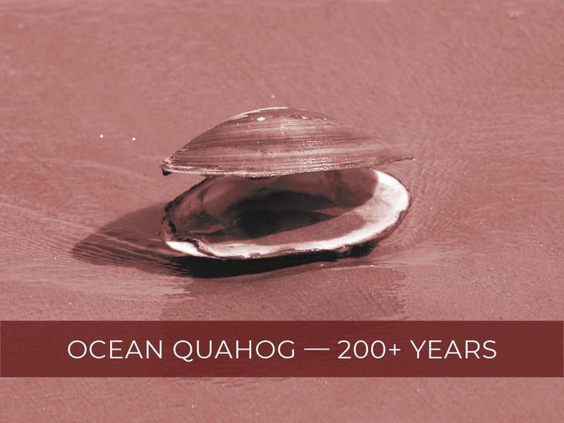 Ocean Quahog
