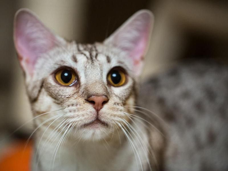 Ocicat cat breed closeup