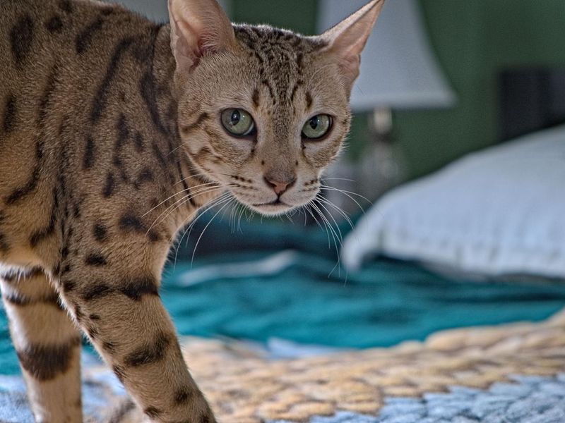 Ocicat standing on a bed
