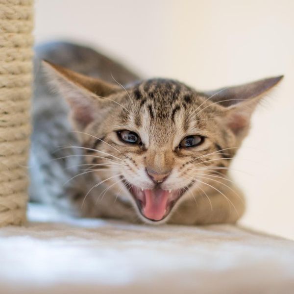 25 Most Vocal Cat Breeds That Like to Talk
