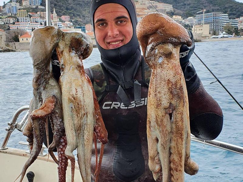 Octopus Catch in Montenegro
