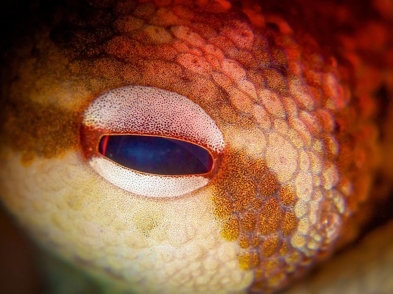 Octopus eye up close