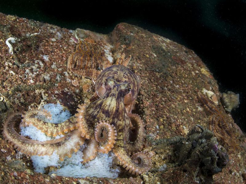 Octopus with eggs