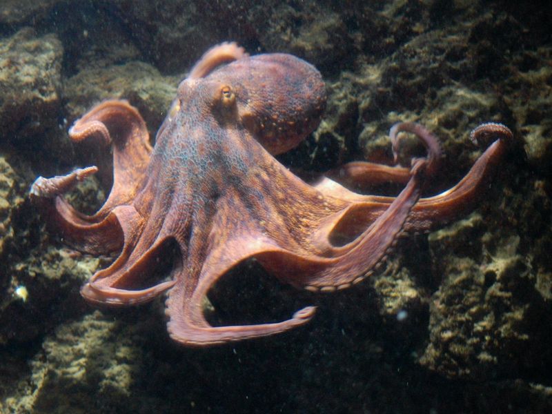 Octopus with three hearts