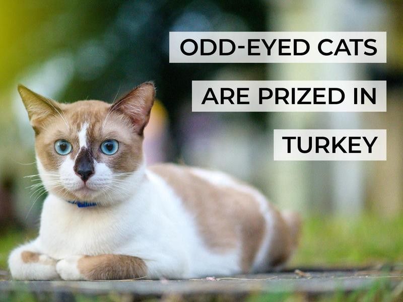 Odd-eyed Cats Are Prized in Turkey