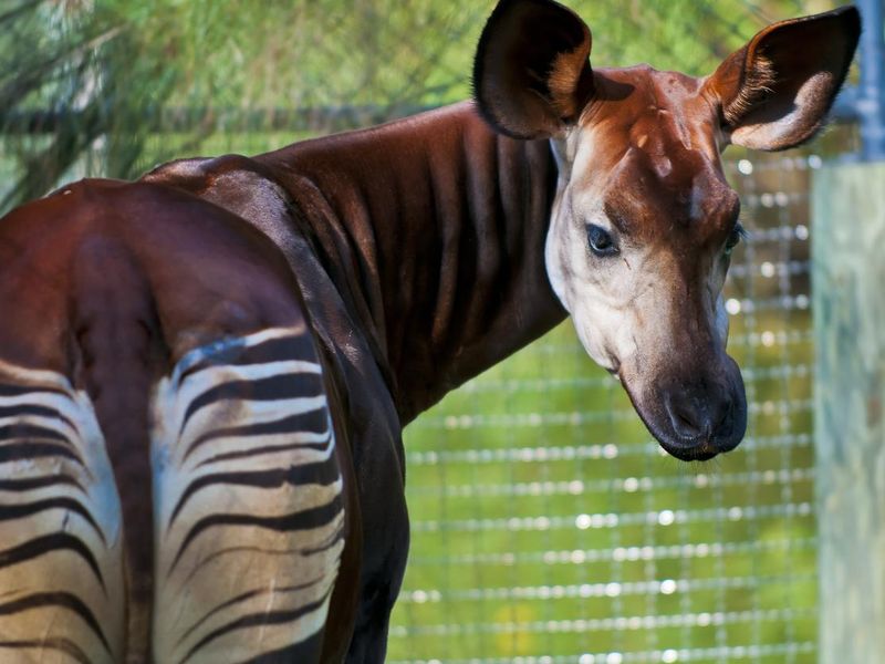 Okapi in reserve