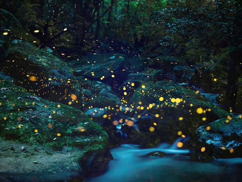 Okayama forest fireflies