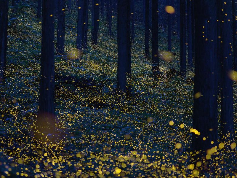 Okayama forest, one of the coolest places that glow in the dark