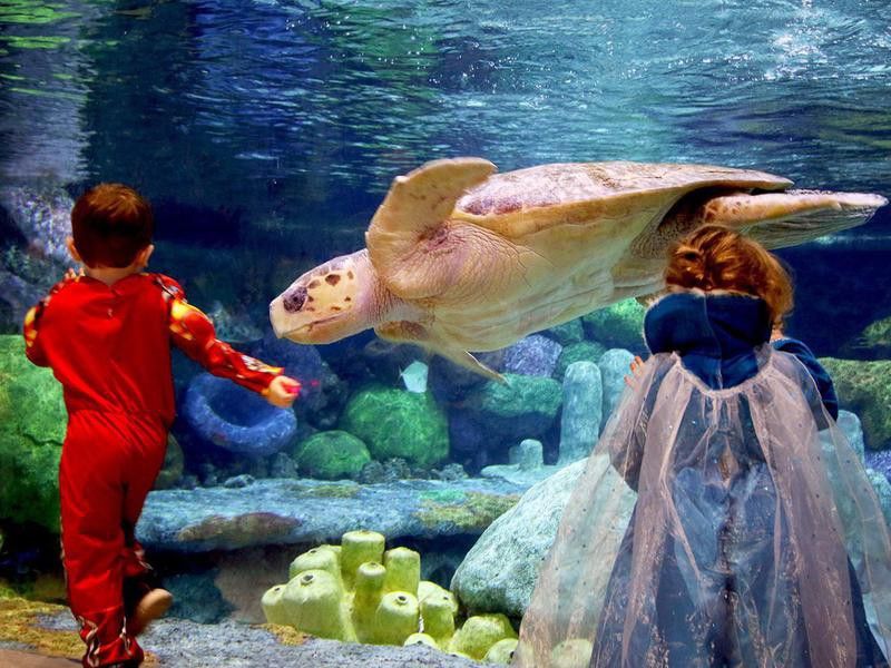 Oklahoma Aquarium sea turtle