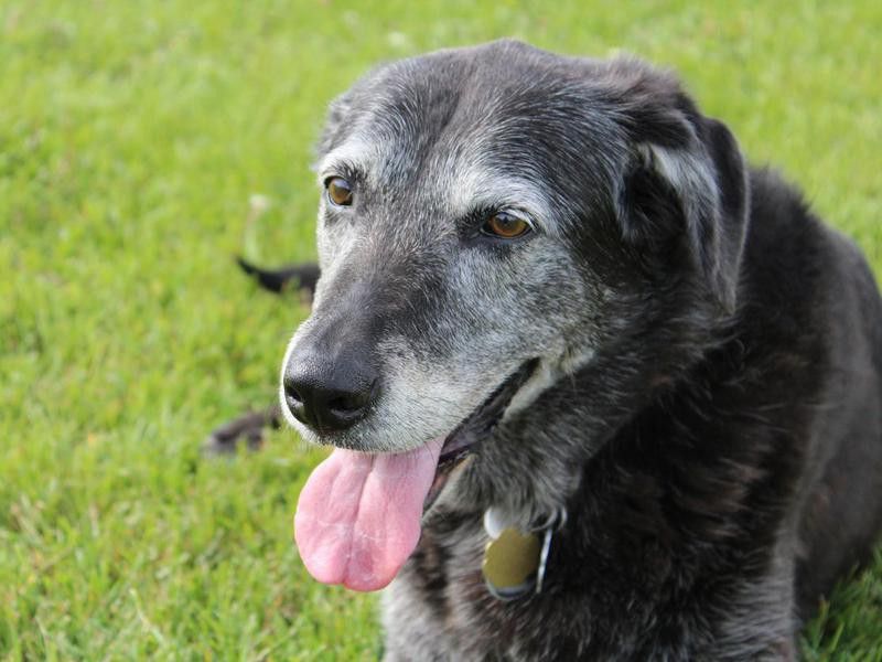 Older dog with tongue out