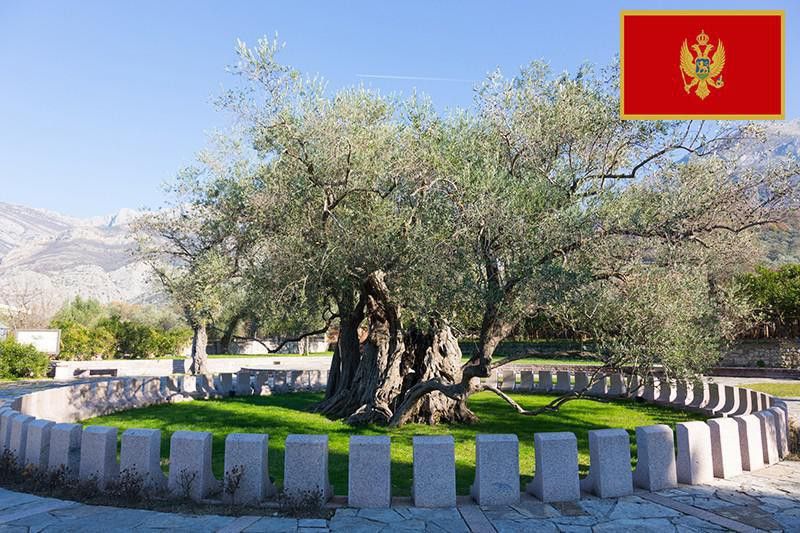 Oldest olive tree in the world, Montenegro
