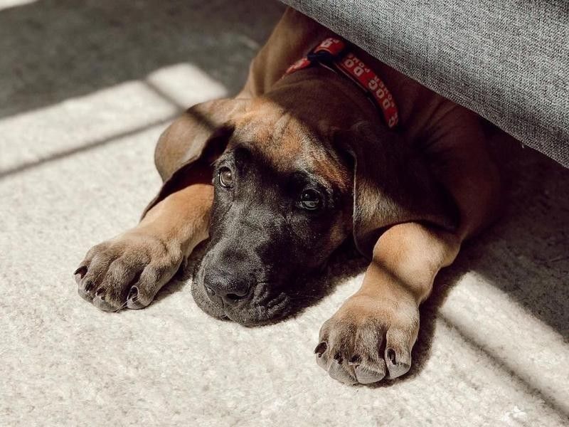 One Sad Great Dane puppy