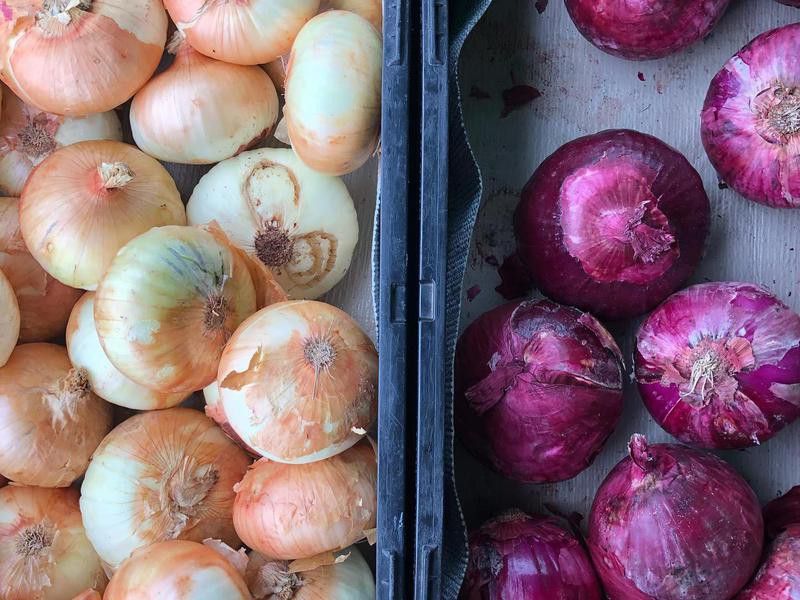 Onions at the Charleston Farmers Market