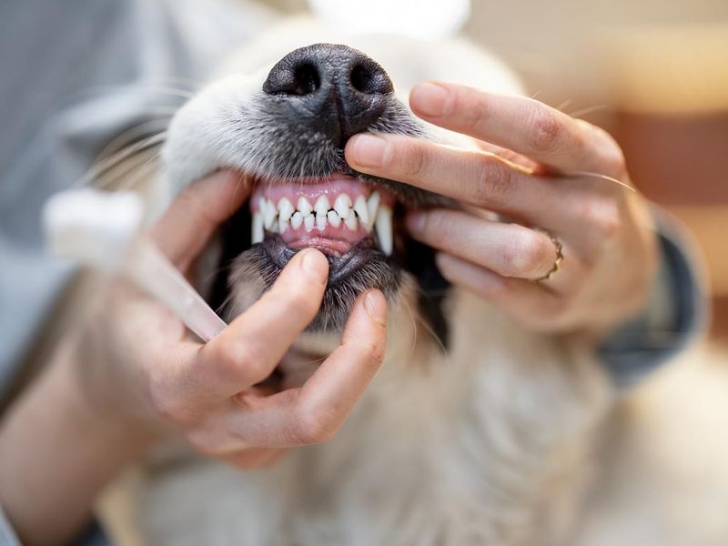 Opening dog's mouse for teeth cleaning