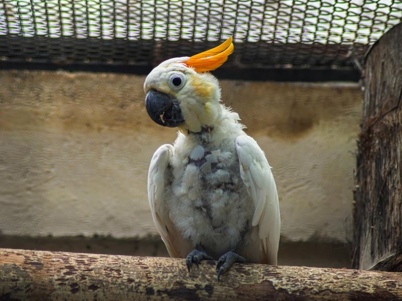 Orange-crested cockatoo