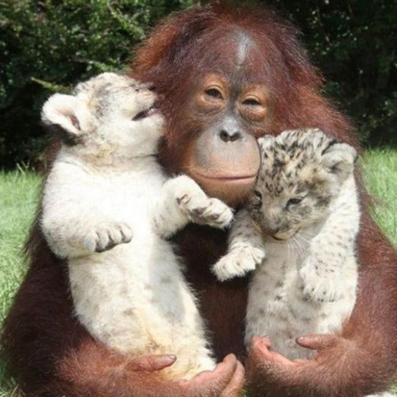 Orangutan and baby leopards