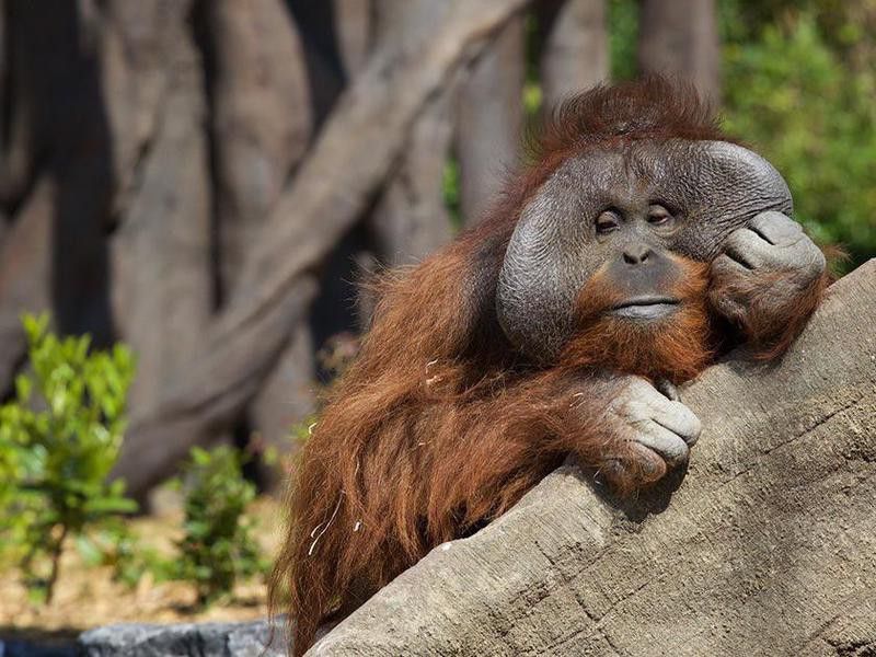 Orangutan at the Dublin Zoo