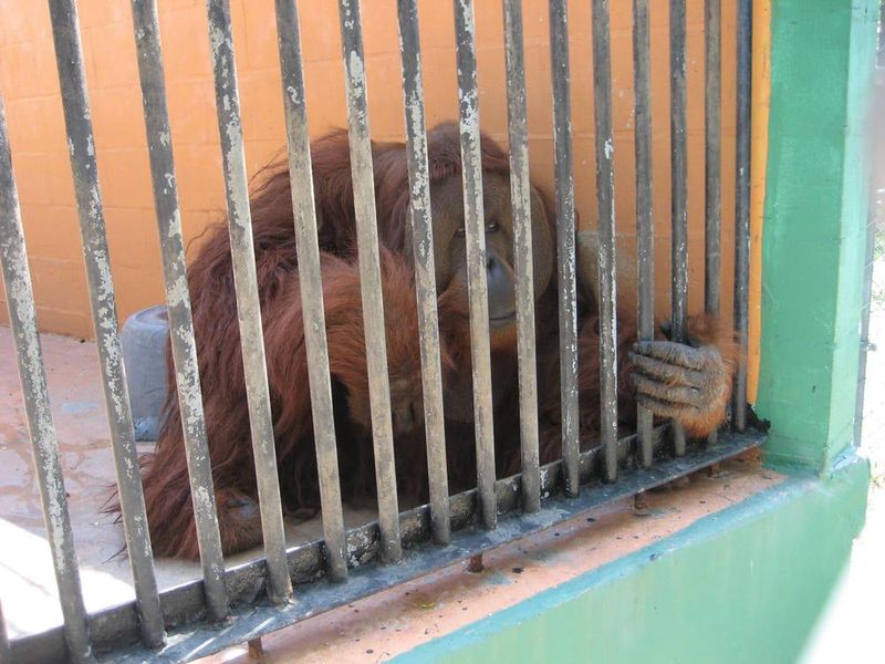 Orangutan in cage at Suncoast Primate Sanctuary