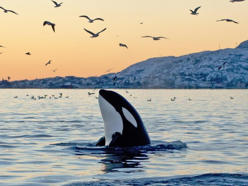 Orca emerging from the ocean