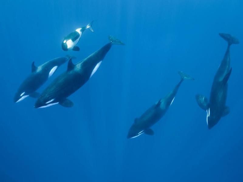 Orca family pod