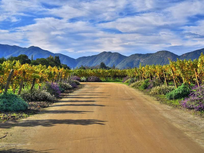 Organic vineyard in Chile
