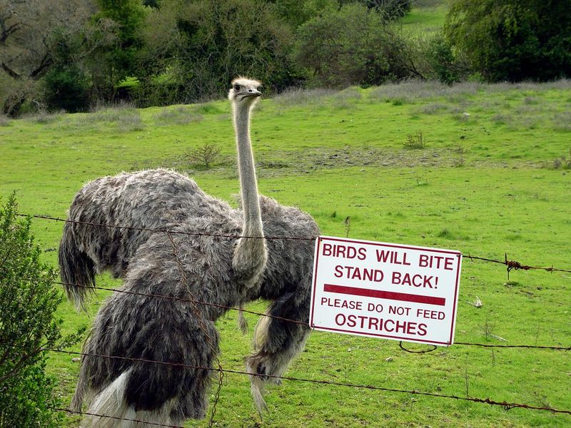 Ostrich looking angry