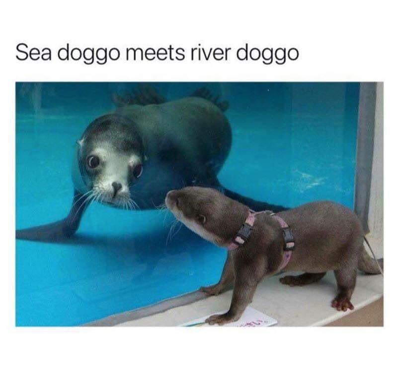 Otter meme