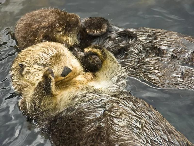 Otters holding hands, fun animal fact
