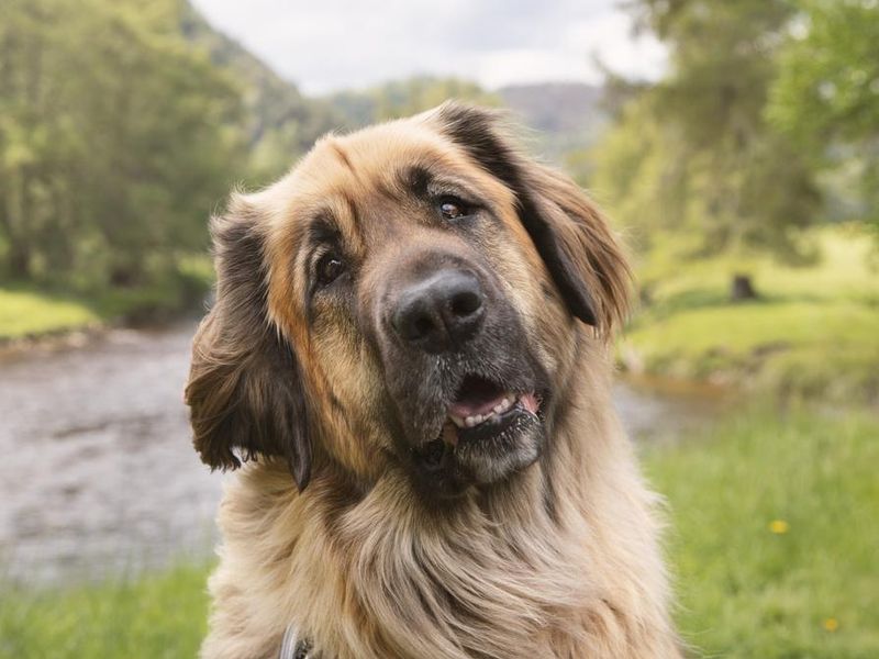 Outdoor close-up leonberger dog posing on the river side in Cairngorms National Park, Scotland.