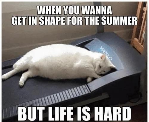 Overweight cat meme