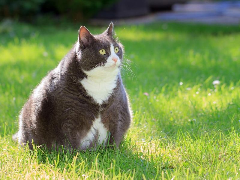 Overweight cat