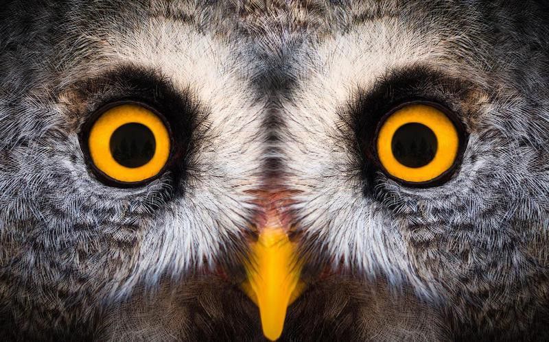 Owl eyes facts