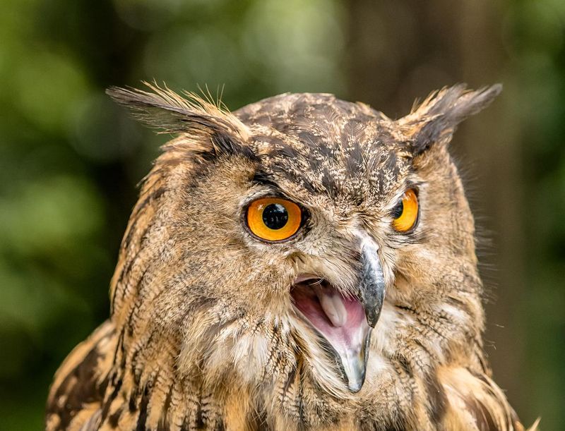 Owl hooting