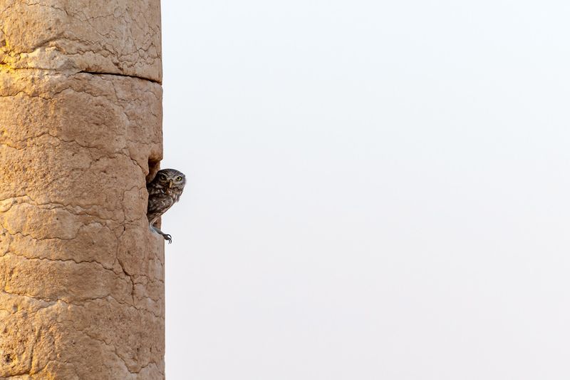Owl perched on ancient column in Palmyra, Syria