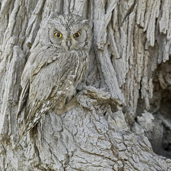 We Dare You to Find Every Camouflaged Animal