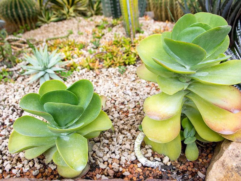 Paddle plant cactus