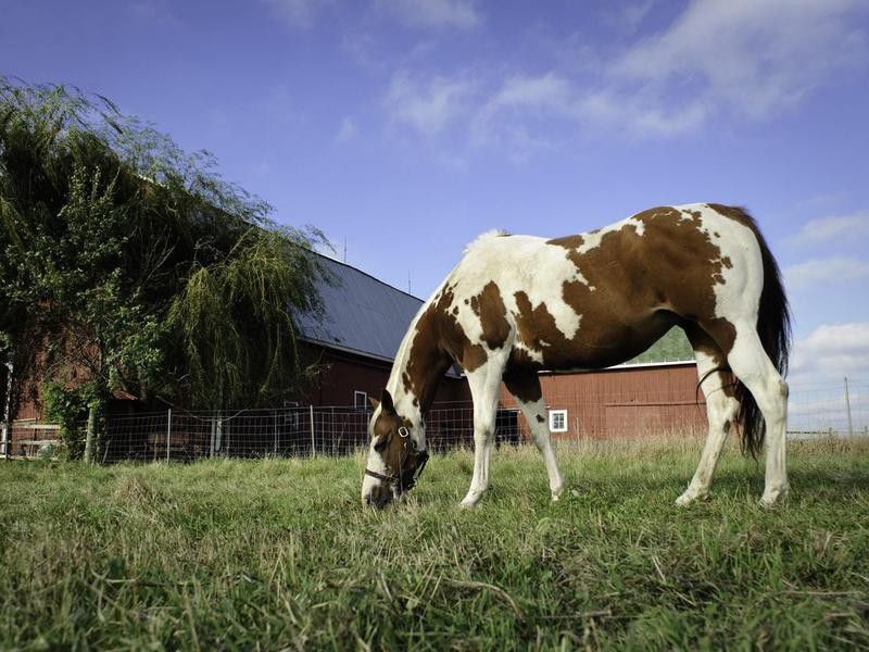 Paint horse grazing