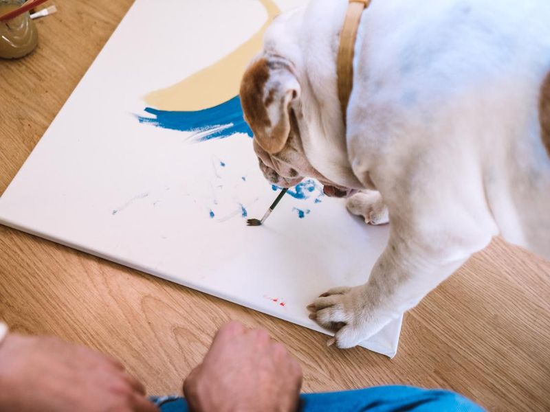 Painter Bulldog
