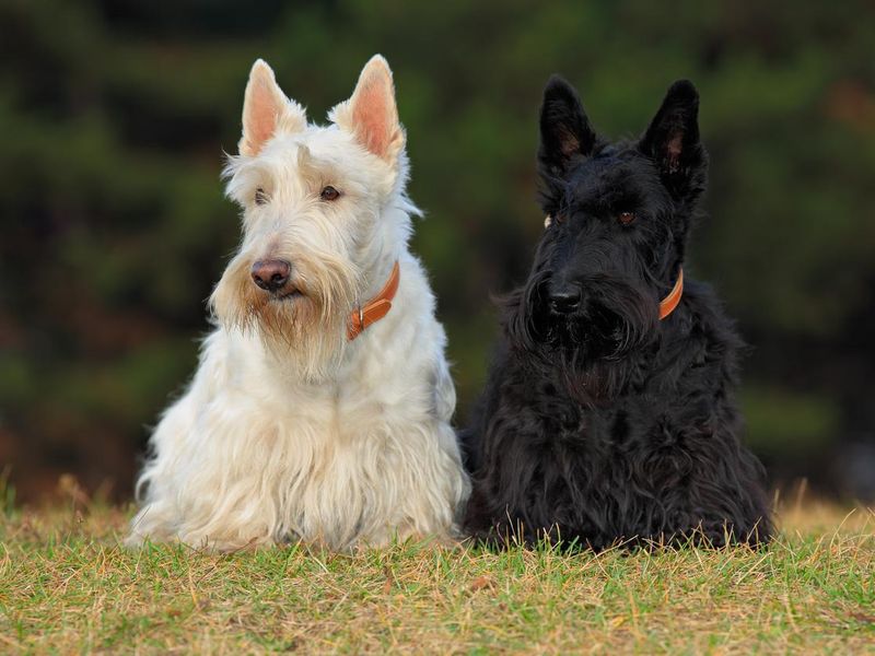 Pair of black and white Scottish terriers