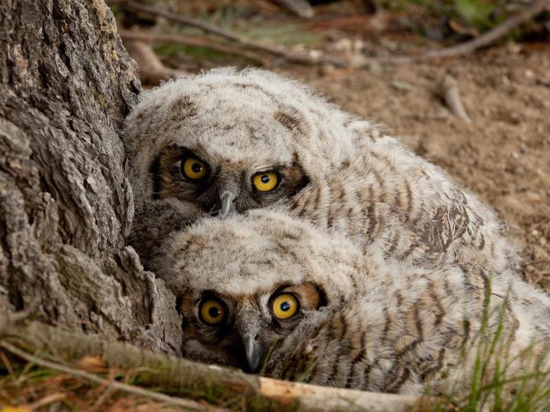 Pair of fledgling owls