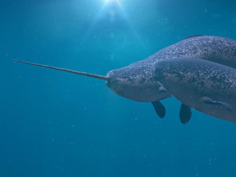 Pair of Narwhals