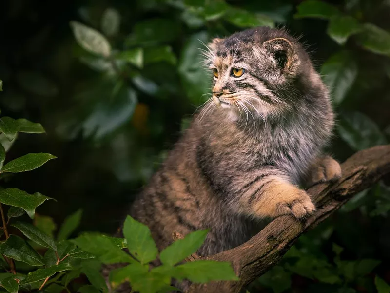 Why a Near-Threatened Status has the Pallas's Cat Royally Grumpy