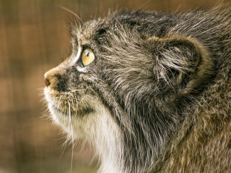 Pallas Cat Side Profile