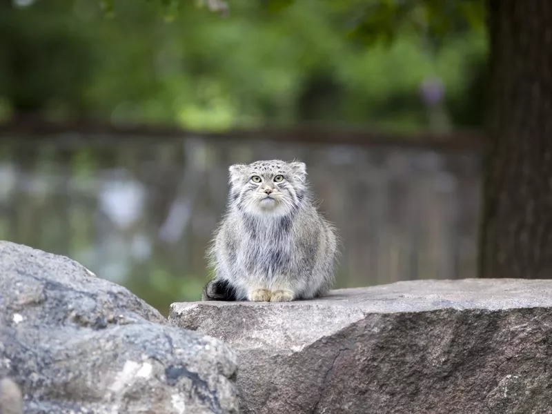 Why a Near-Threatened Status has the Pallas's Cat Royally Grumpy