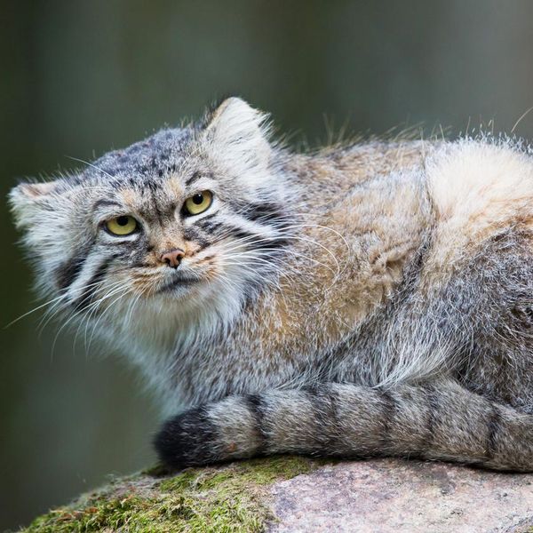 The Pallas’ Cat Is the Ultimate Grumpy Cat Breed