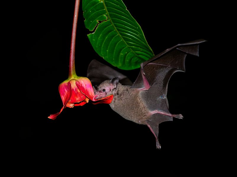 Pallas long-tongued bat