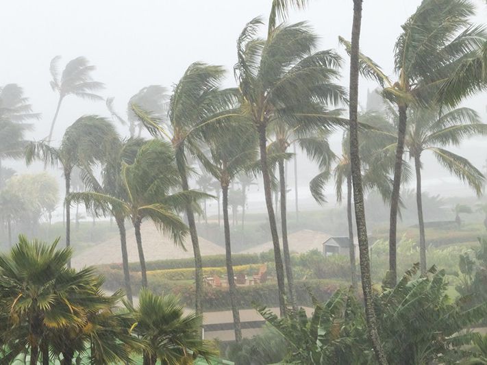 Palm trees during a hurricaine