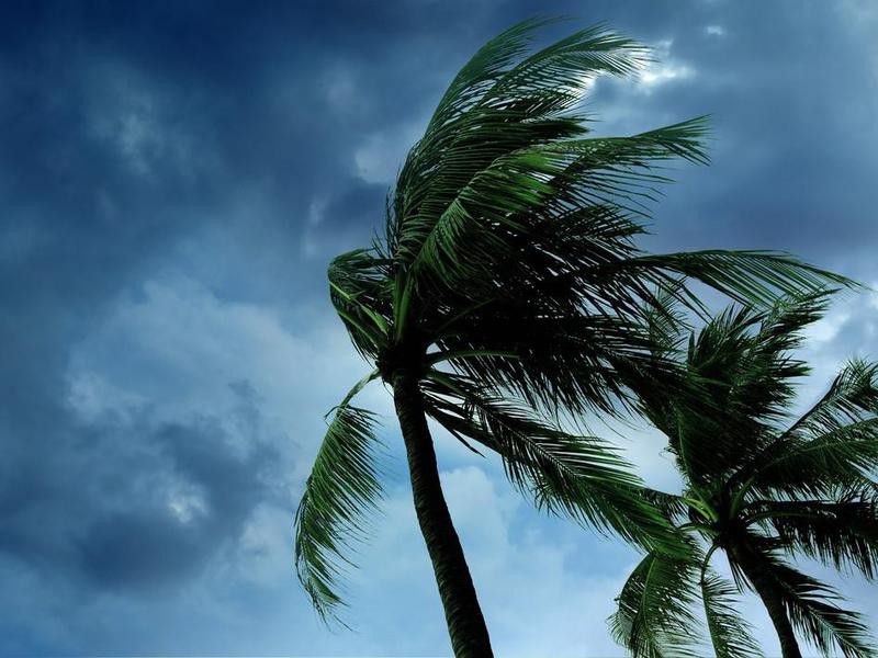 Palm trees during hurricane