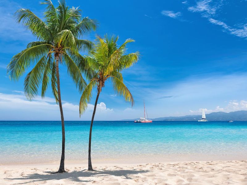 Palm trees on sunny Jamaican beach