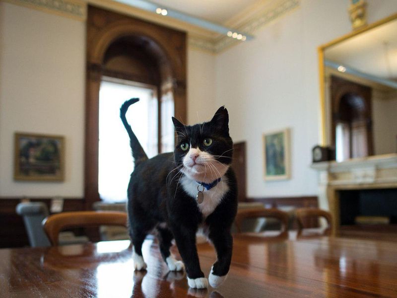 Palmerston government official cat